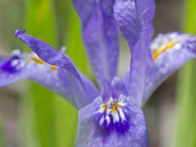 A close up of the purple and yellow petals of the rare dwarf lake iris. 