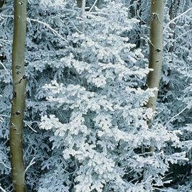 Trees with frost-covered branches, displaying a serene winter scene in the Hiawatha National Forest.