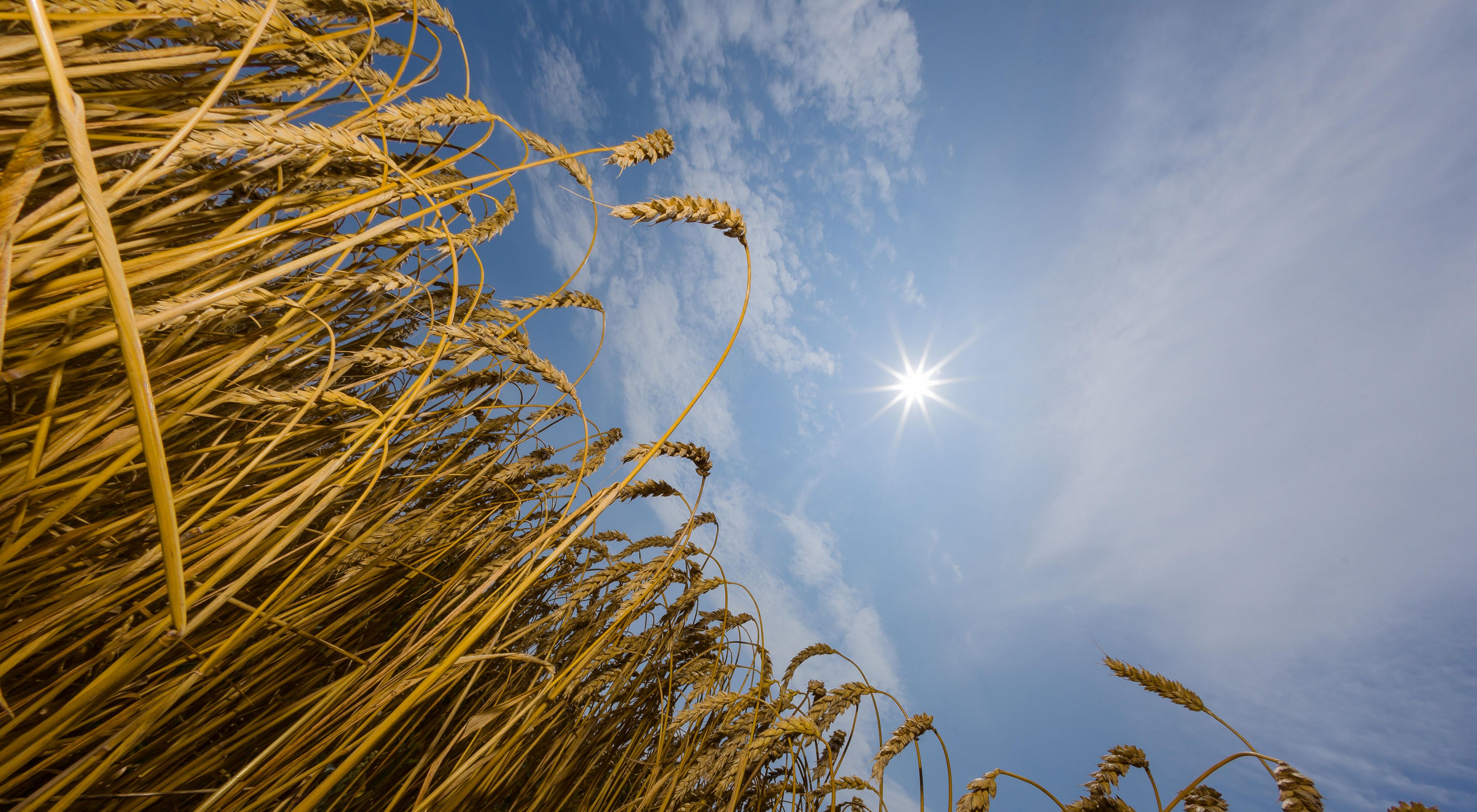 A sun shines over a field of wheat in Michigan. The sky is blue and dotted with clouds. 
