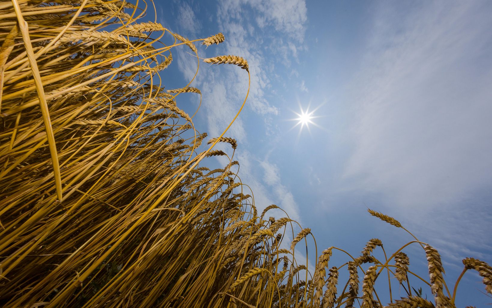 View from the ground of wheat framing a blue sky and bright sun. 