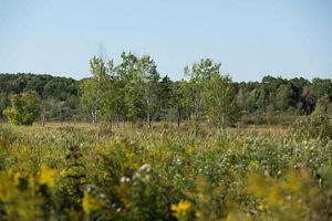 Three trees in a prairie fen in Michigan on a clear day. 