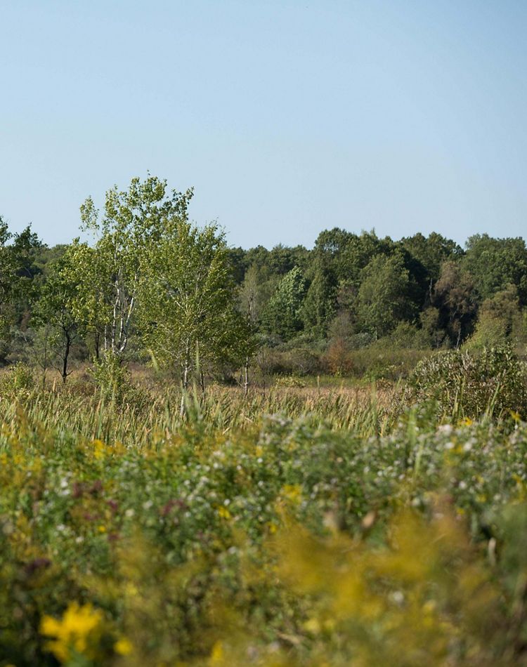 Prairie fen