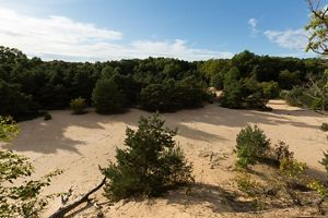 Sandy dunes surrounded by tress at Ross Coastal Plain Marsh Preserve in Michigan. 