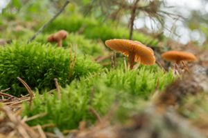 Fungi grows in a mossy area