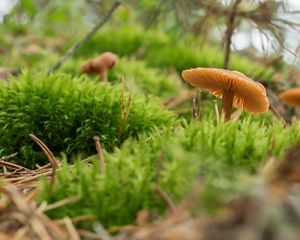 Mushrooms grow on the Ross Coastal Plain Marsh Preserve.