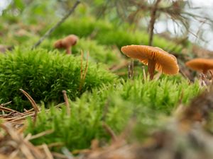 Mushrooms grow on the Ross Coastal Plain Marsh Preserve.