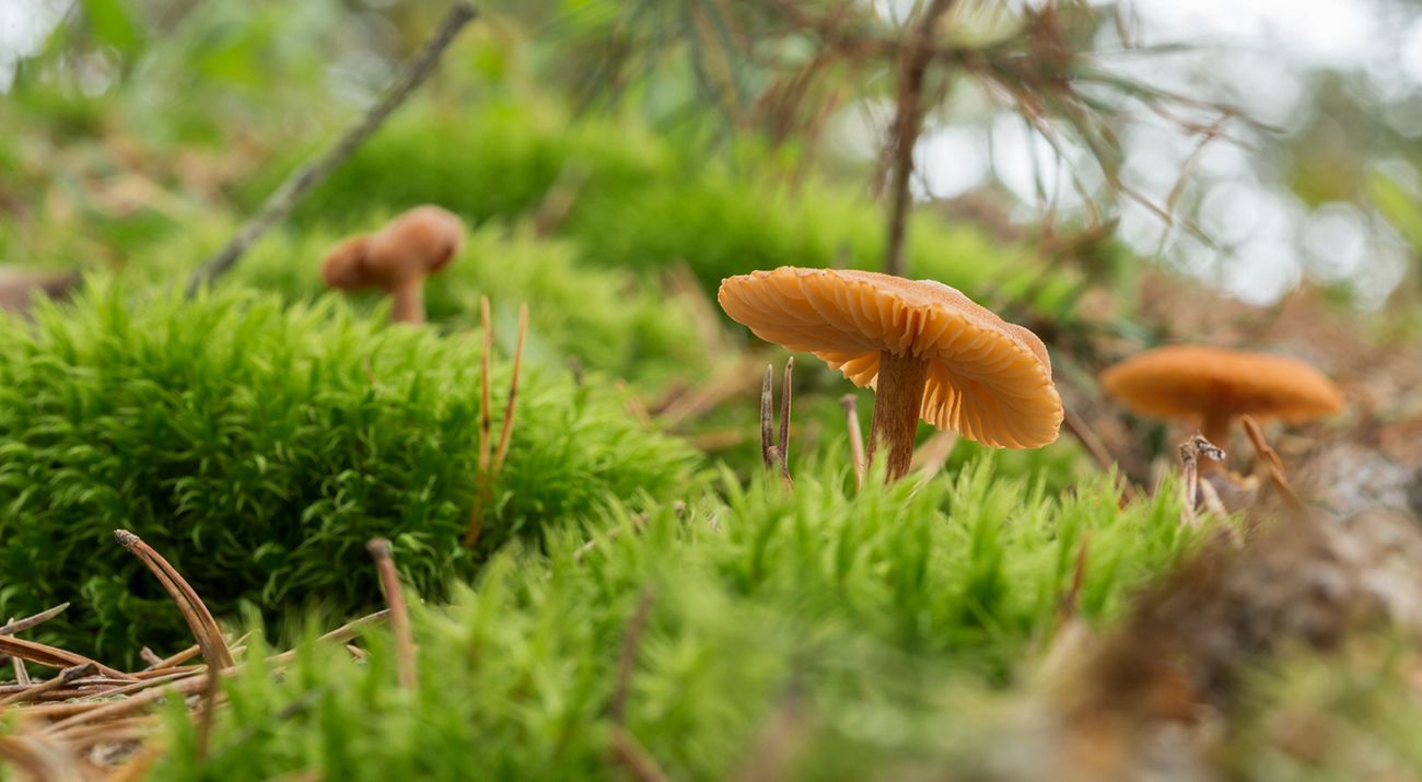 Wild mushrooms grow on a bed of bright green moss.