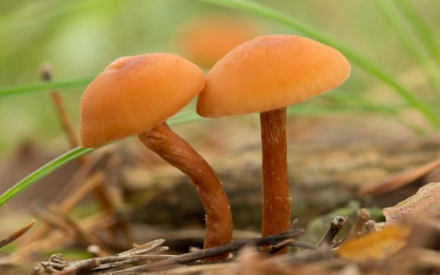 Fungi emerging in spring.