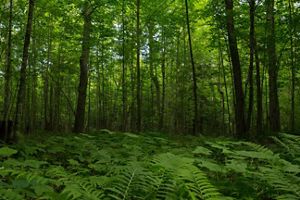 Lush ferns grow in the foreground, with tall, healthy trees just beyond them. The overall effect of the image is a deep green.