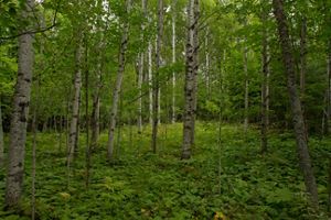 A green forest of trees in Michigan's Keweenaw Peninsula.