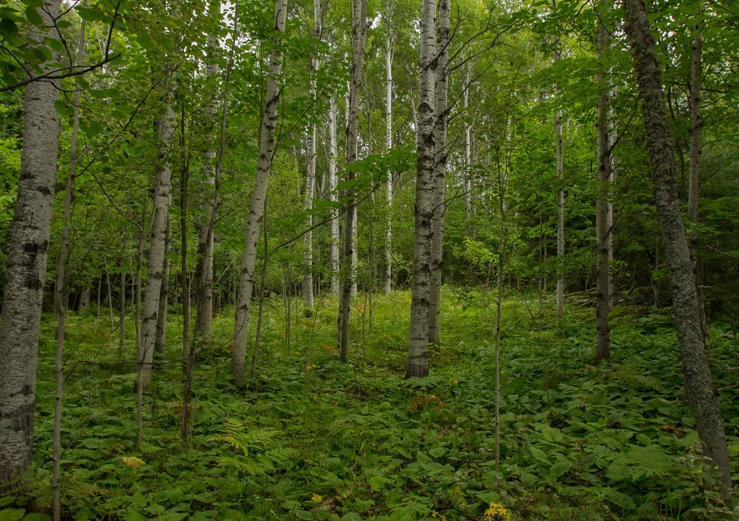 A lush, green forest at the Helmut & Candis Stern Preserve at Mt. Baldy located in the Keweenaw Peninsula in Michigan's Upper Peninsula.