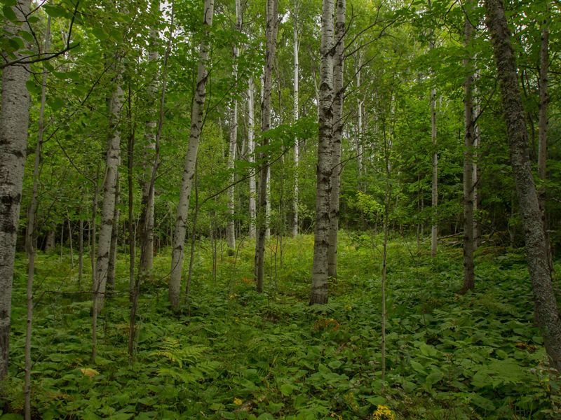 A lush, green forest at the Helmut & Candis Stern Preserve at Mt. Baldy located in the Keweenaw Peninsula in Michigan's Upper Peninsula.