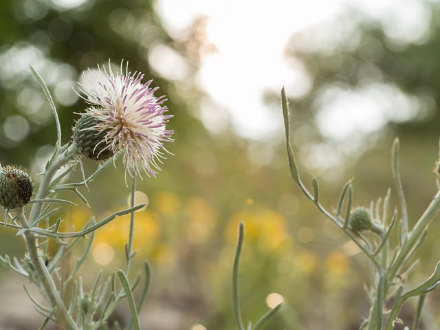 Close up of the stem and bloom of the Pitcher’s thistle plant along a Michigan beach.