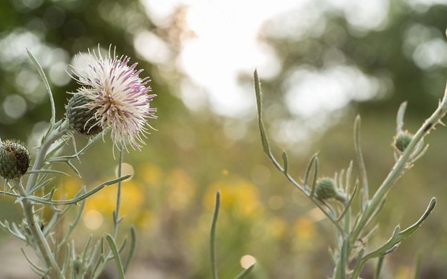 A close up of the wispy head of the pitcher's thistle at Portage Point Dunes, Michigan. The strands of the flower are white and a soft purple.