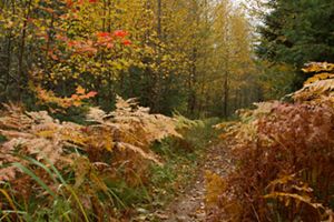 A path winds through a forest of colorful autumn foliage and trees. 