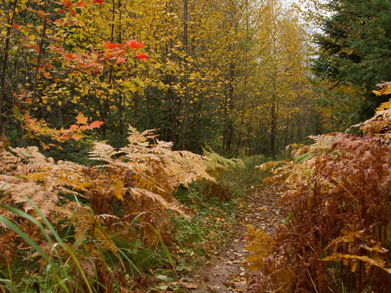 Red and yellow-leafed trees in the woods in the Keweenaw Peninsula.