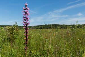 Native wildflowers deals michigan