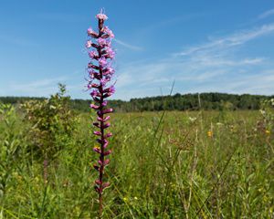 The blooms of blazing star standing in a field of green plants and grass at Paw Paw Prairie Fen Preserve, Michigan.