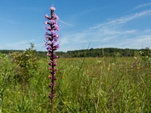 The blooms of blazing star standing in a field of green plants and grass at Paw Paw Prairie Fen Preserve, Michigan.