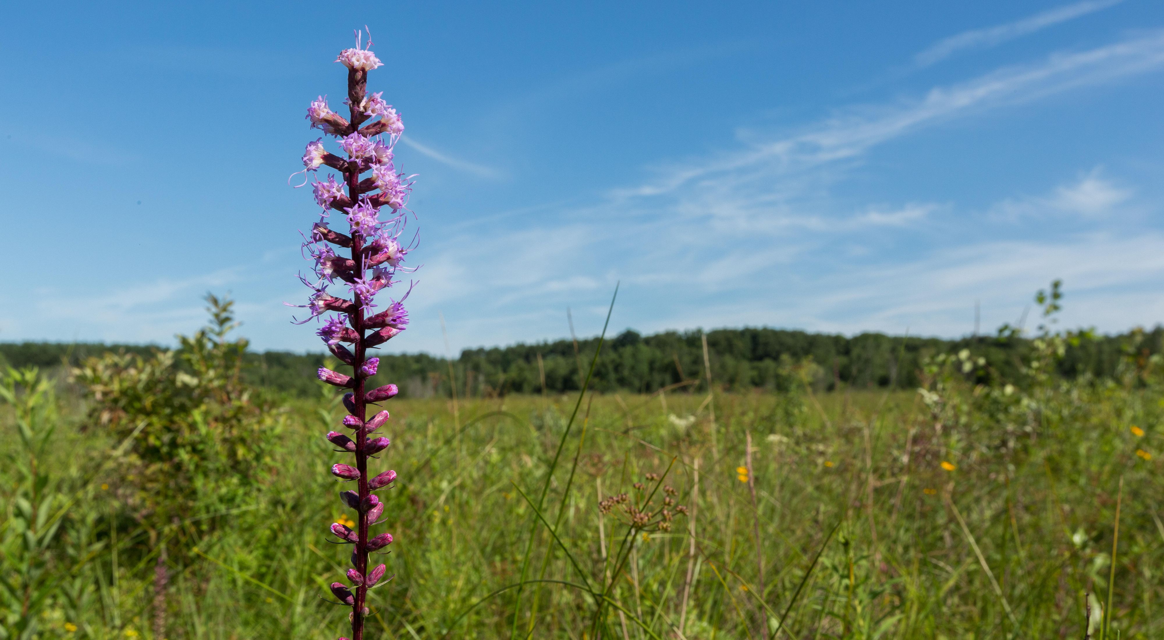 The blooms of blazing star standing in a field of green plants and grass at Paw Paw Prairie Fen Preserve, Michigan.