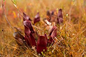 The crimson leaves of a plant emerge from a forest floor in autumn. 