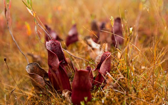 The crimson leaves of a pitcher plant on the forest floor at Wilderness Lakes Reserve in autumn. 
