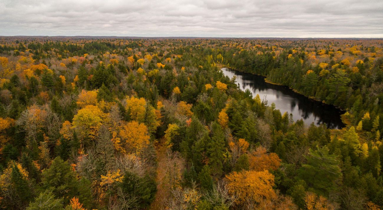 Aerial of a forested area during autumn.