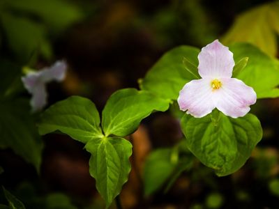Three pale pink petals of a common trillium growing in TNC's Nan Weston Nature Preserve, Michigan.