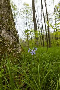 A blue phlox grows in Nan Weston Nature Preserve at Sharon Hollow in Michigan.
