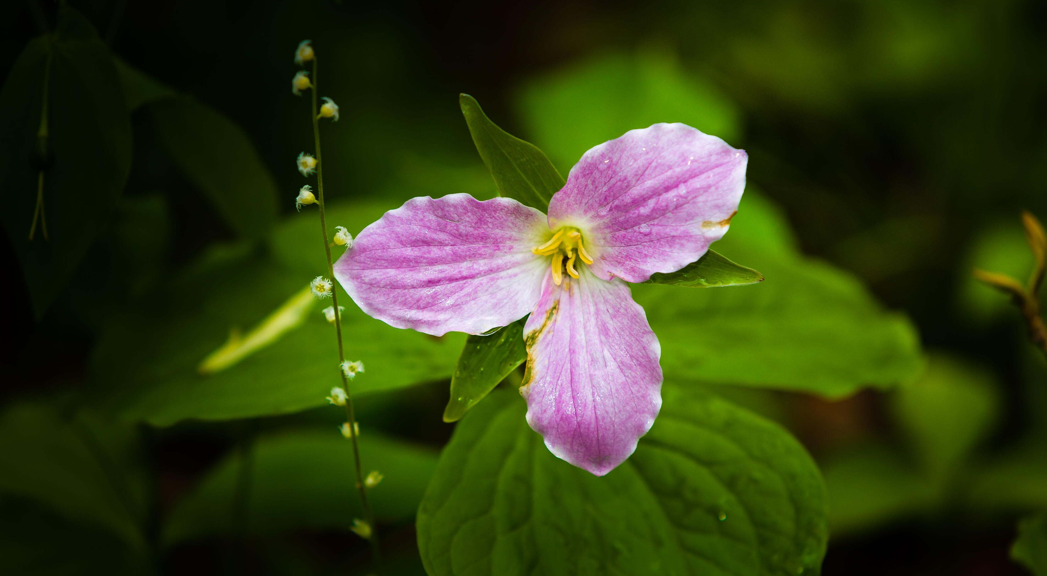 The pink, white and yellow blossom of a trillium flower. It's surrounded by vibrant green leaves. 