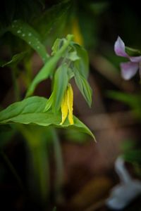 The yellow petals of a large-flowered Bellwort growing at Nan Weston Preserve at Sharon Hollow in Michigan.