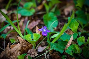 A purple violet covered in water drops at Nan Weston Nature Preserve at Sharon Hollow in Michigan. 