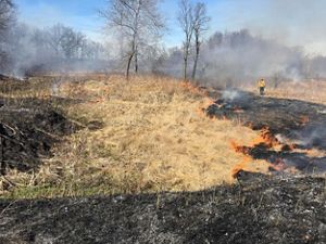 A low-intensity fire moves over an area of the Ives Road Fen Preserve in Michigan. In some areas, the land is dark indicating the fire has passed over. 