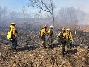 A prescribed fire burning in a grassy fen in Michigan. Fire managers walk alongside the fire line. 