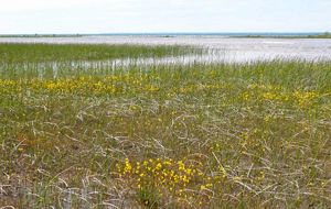 Carnivorous Bladderwort grows along Presque Isle shoreline. 