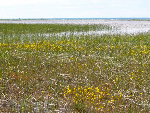 An area of shallow water where bladderwort is growing along the Presque Isle, Michigan shoreline. 