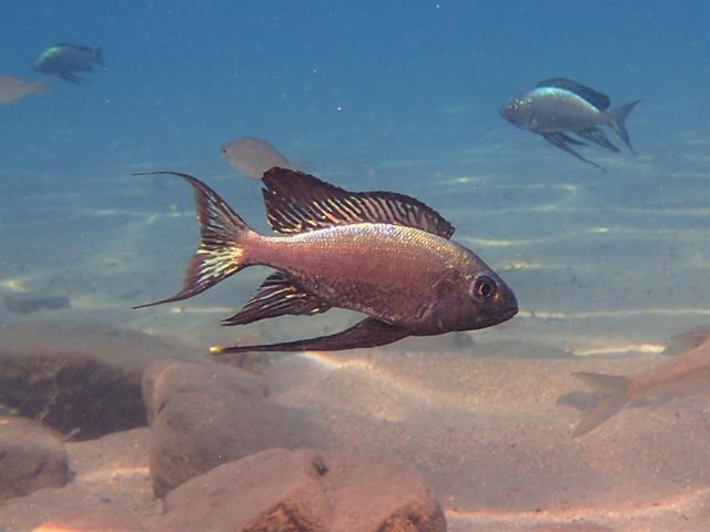 A cichlid swims through the water.