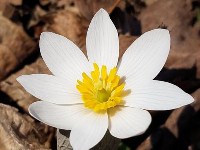 A close up of a bloodroot with a yellow center and bright white petals. It's growing out of a forest floor covered in autumn leaves at the Nan Weston Preserve, Michigan..
