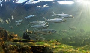 A school of lake herring swim underwater. 
