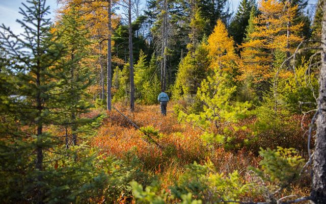 A person walks through a forest of trees that are covered in changing leaves.
