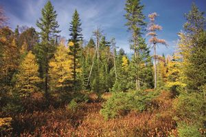 A forest of brightly colored autumn trees.