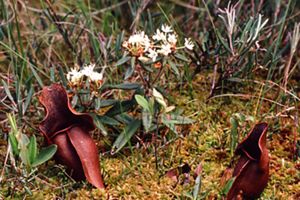 The crimson leaves of the pitcher plant grow from the ground. 