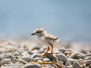 A piping plover chick walks along a beach in Michigan. 