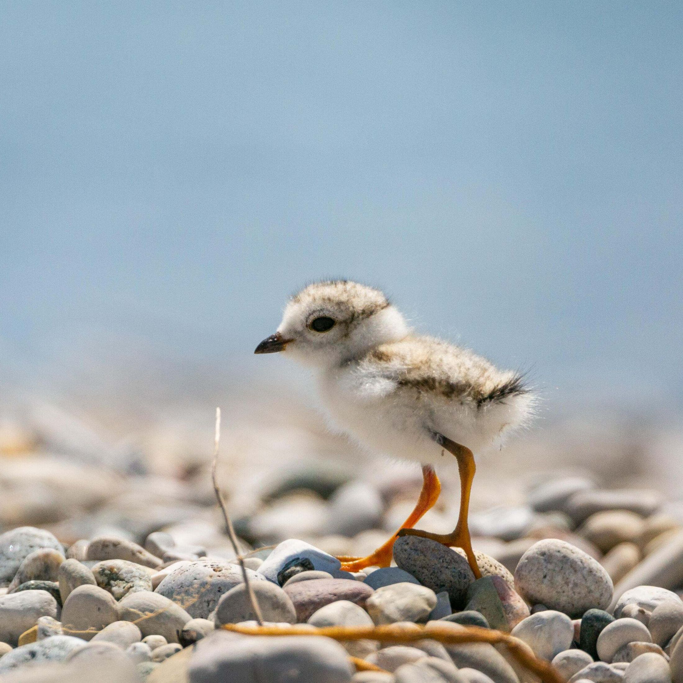 A piping plover chick walks along a beach in Michigan.