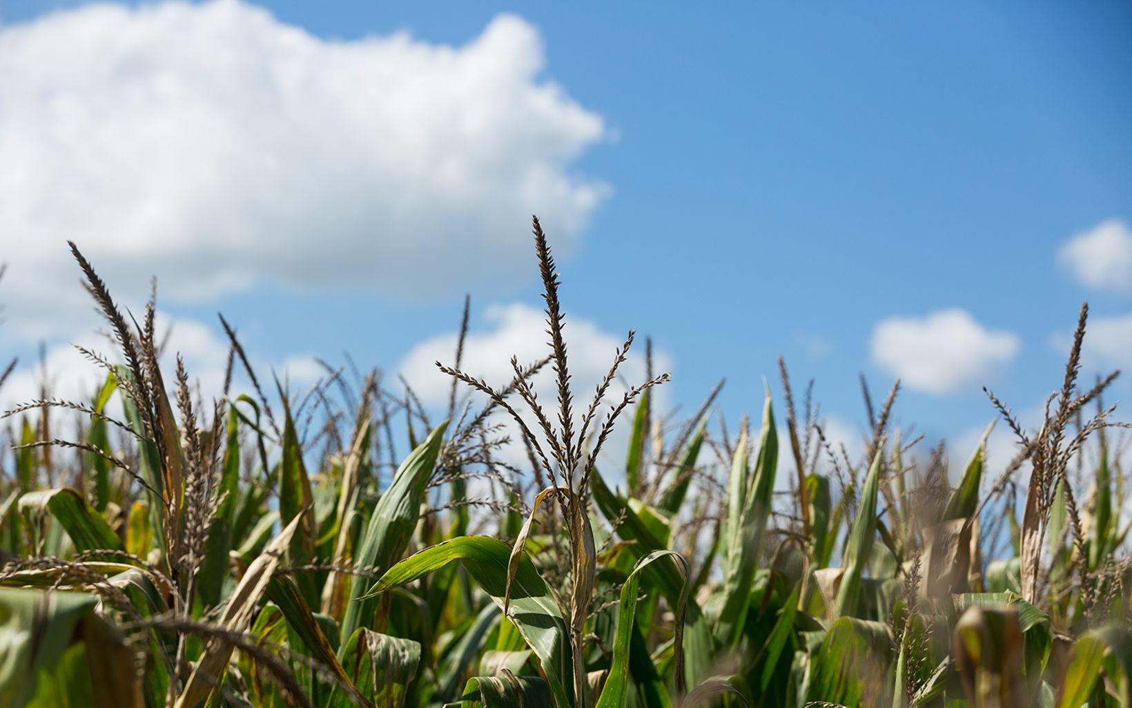 A field of crops under a bright blue sky in Michigan. 