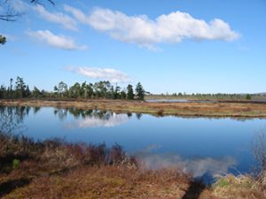 Blue skies and white clouds are reflected in the water of a wetland area. 