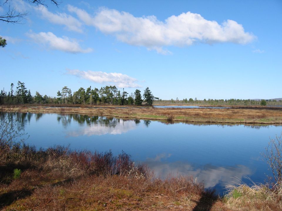 Bete Grise Wetlands Preserve | The Nature Conservancy in MI