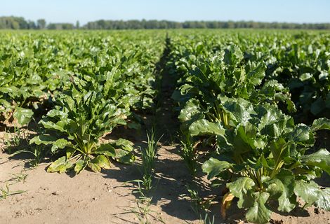Rows of crops growing from the soil on a farm in Michigan's Saginaw Bay on a sunny day.