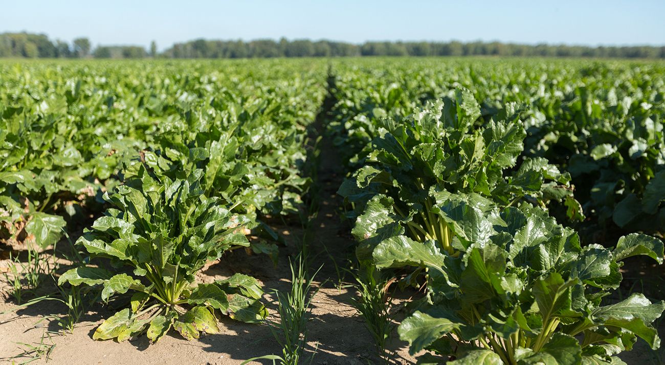 Rows of crops growing in a field.