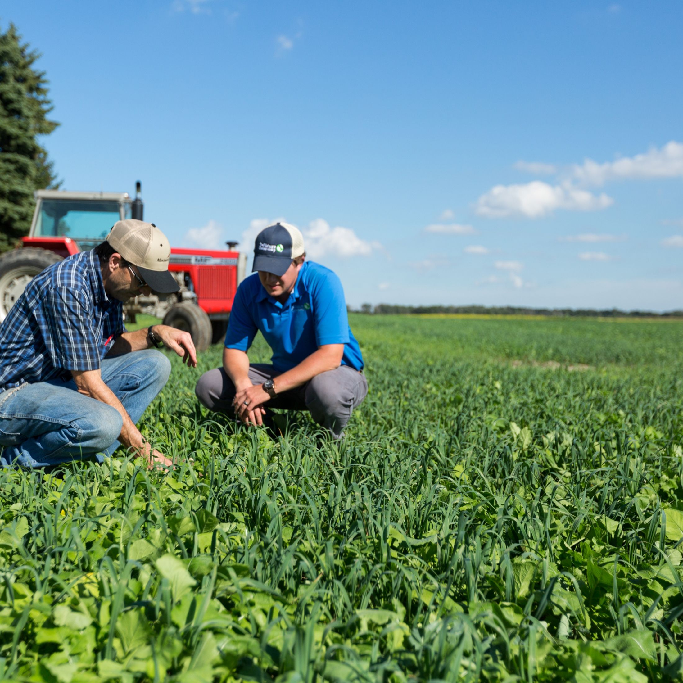 Agriculture experts kneel in a Michigan field in the Saginaw Bay and examine soil health. 